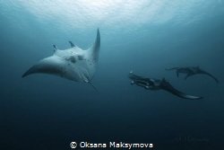 Manta Rays in the blue of Indian Ocean
 by Oksana Maksymova 